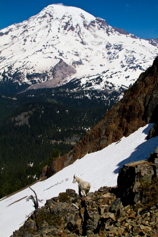 Mountain Goat And Mount Rainier